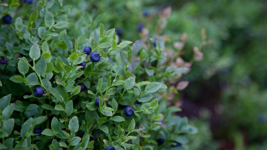 Черника обыкновенная