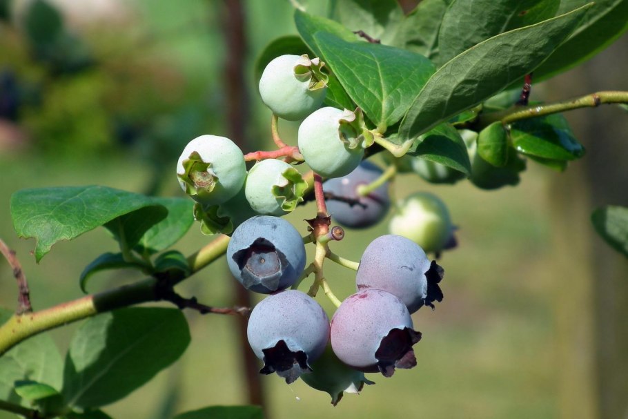 Vaccinium myrtillus l.