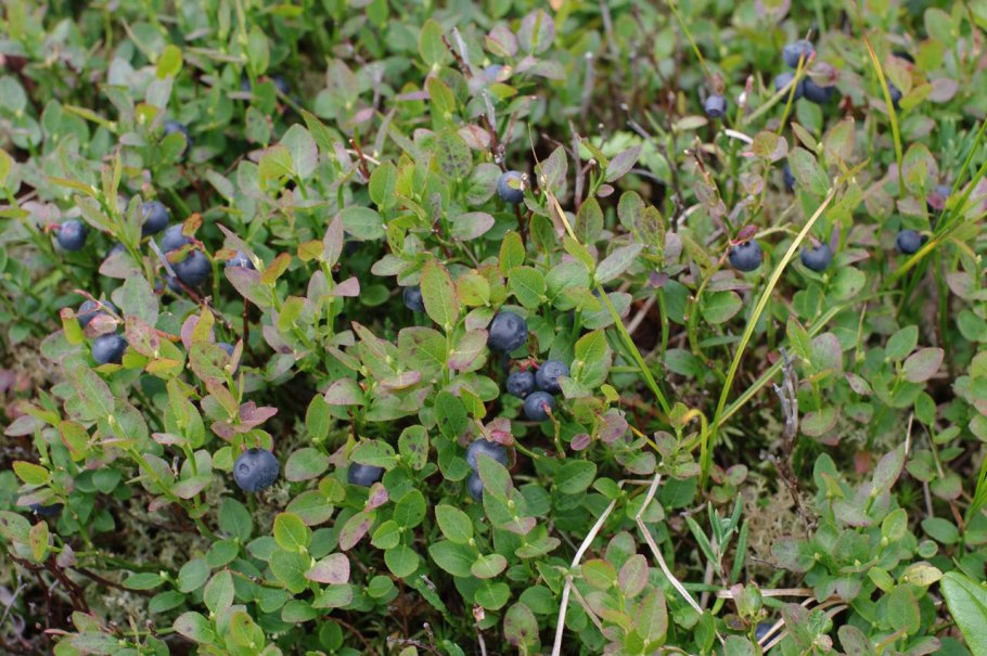 Черника (Vaccinium myrtillus)