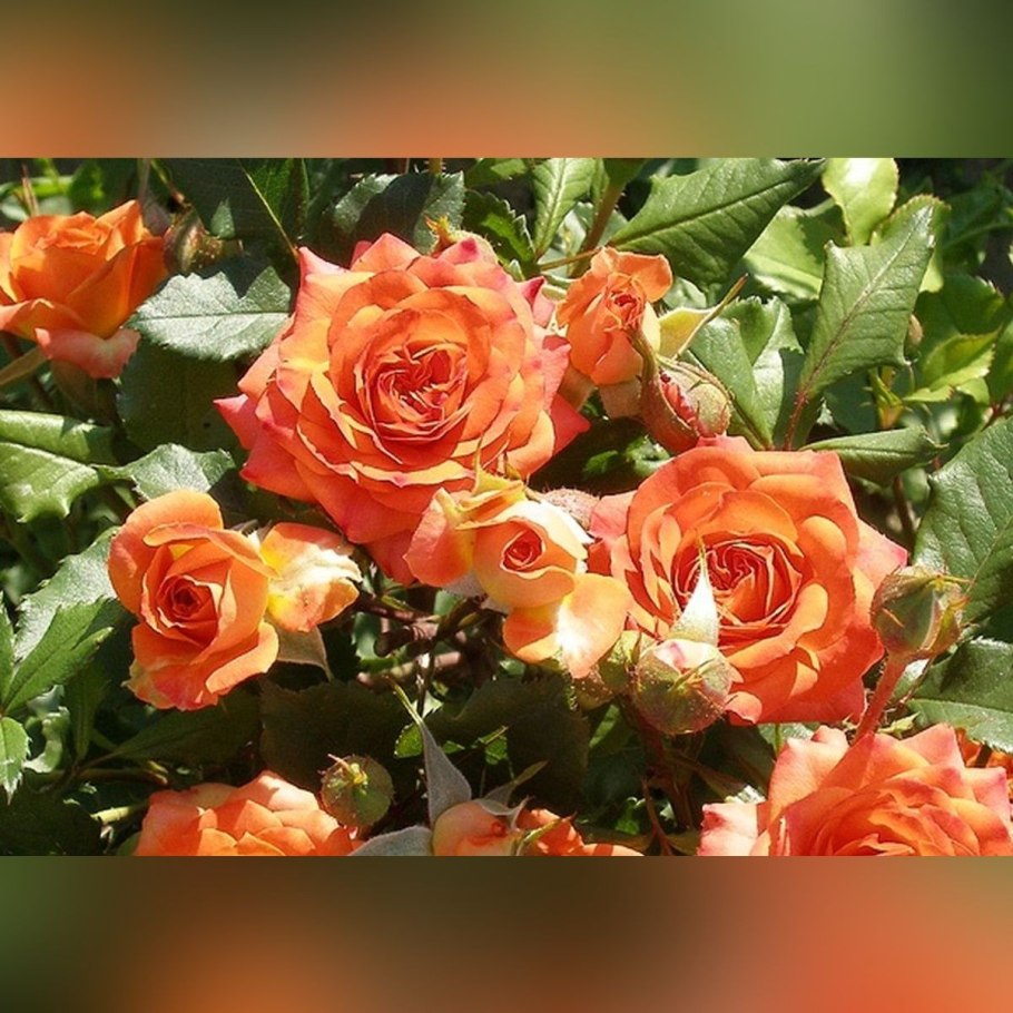 Роза бордюрная алая