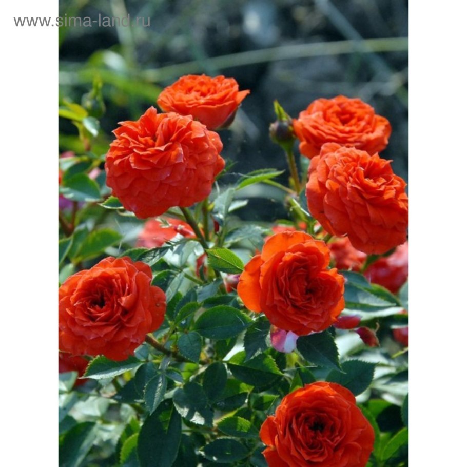 Роза бордюрная Алегрия