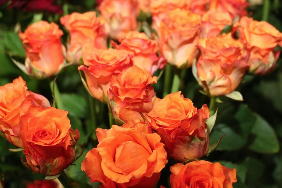 Роза бордюрная оранж Беби