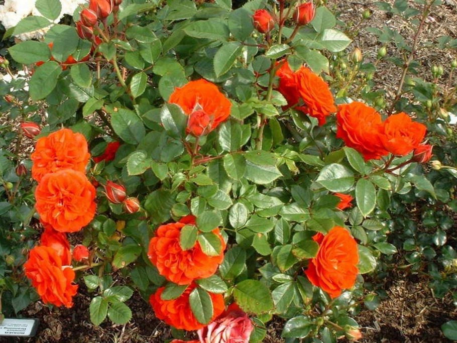 Роза оранж Мейяндина