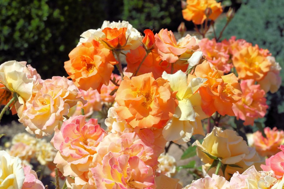 Роза миниатюрная оранж Джувел