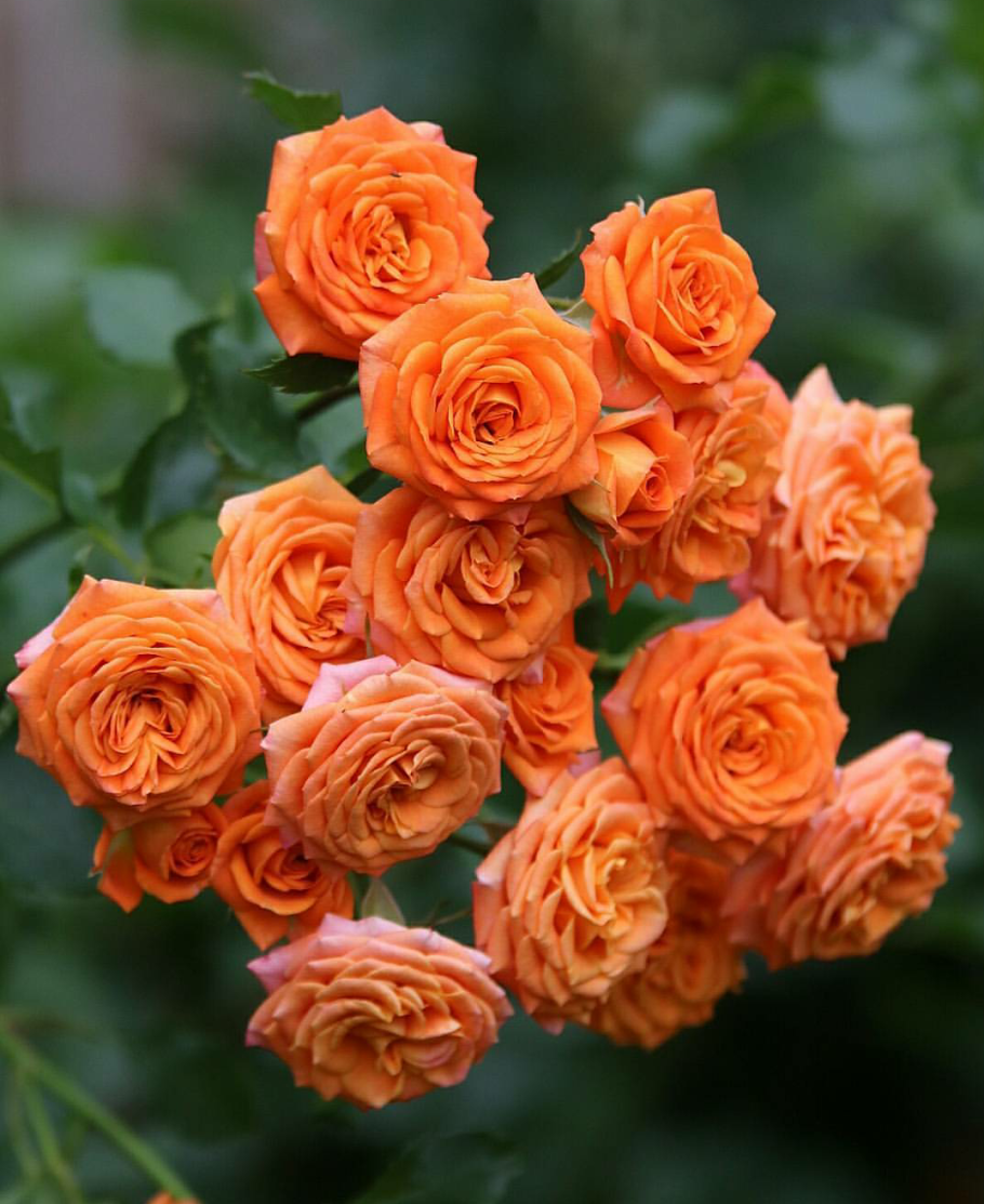 Оранжевая роза с шипами