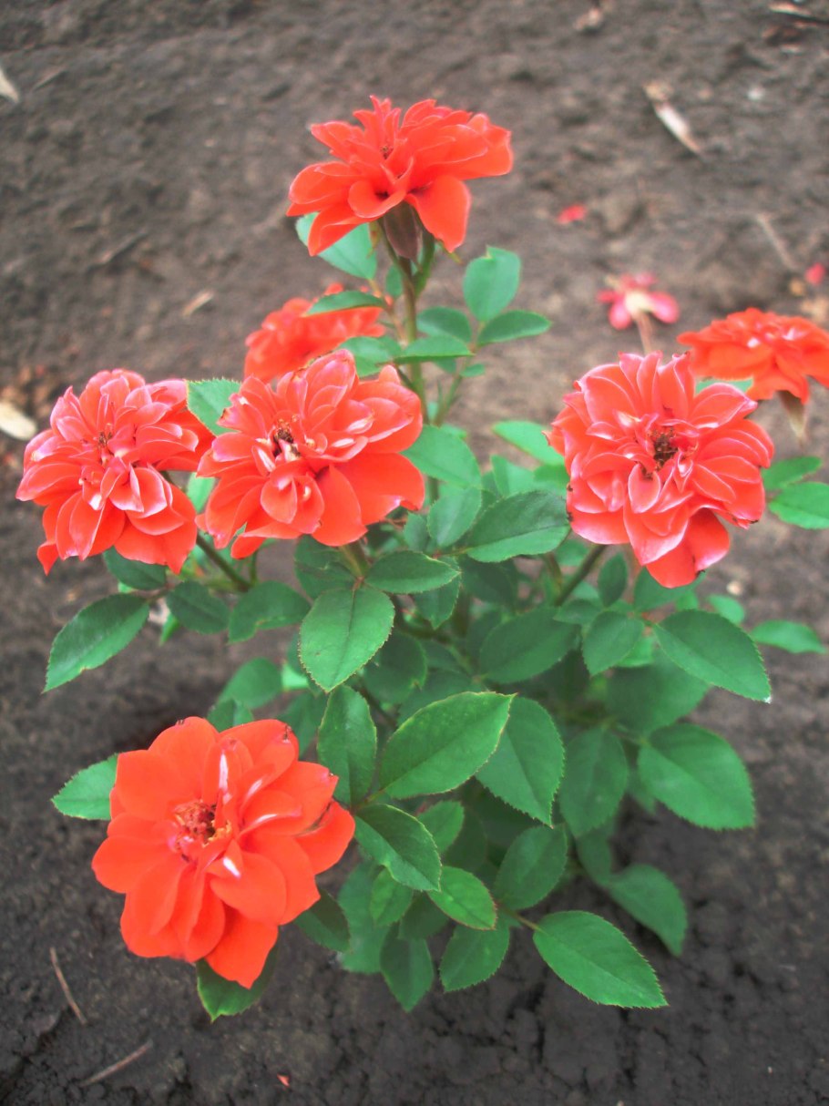 Роза оранж Мейландина