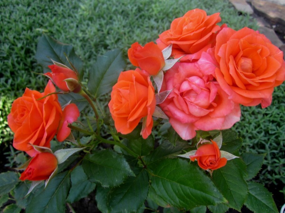 Роза бордюрная оранж Беби