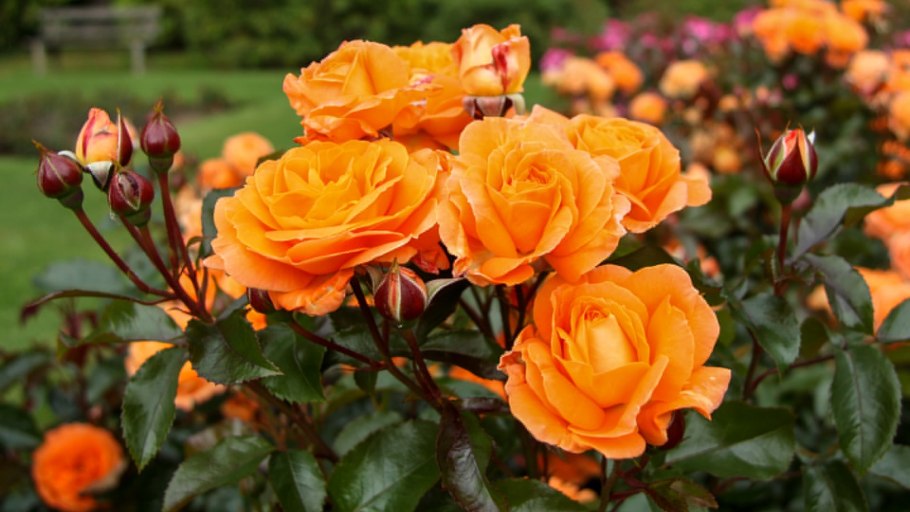 Роза бордюрная оранж Беби