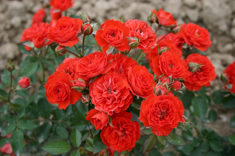 Бордюрная роза оранж