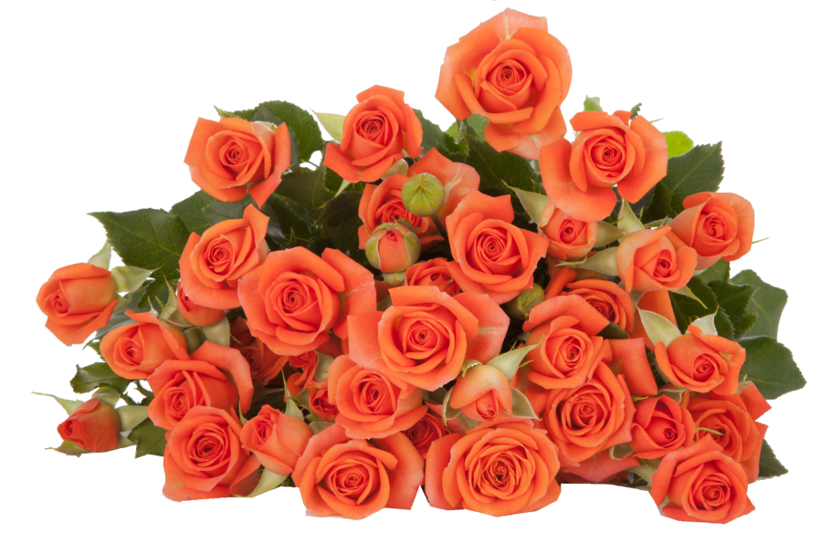 Роза оранж Джувел