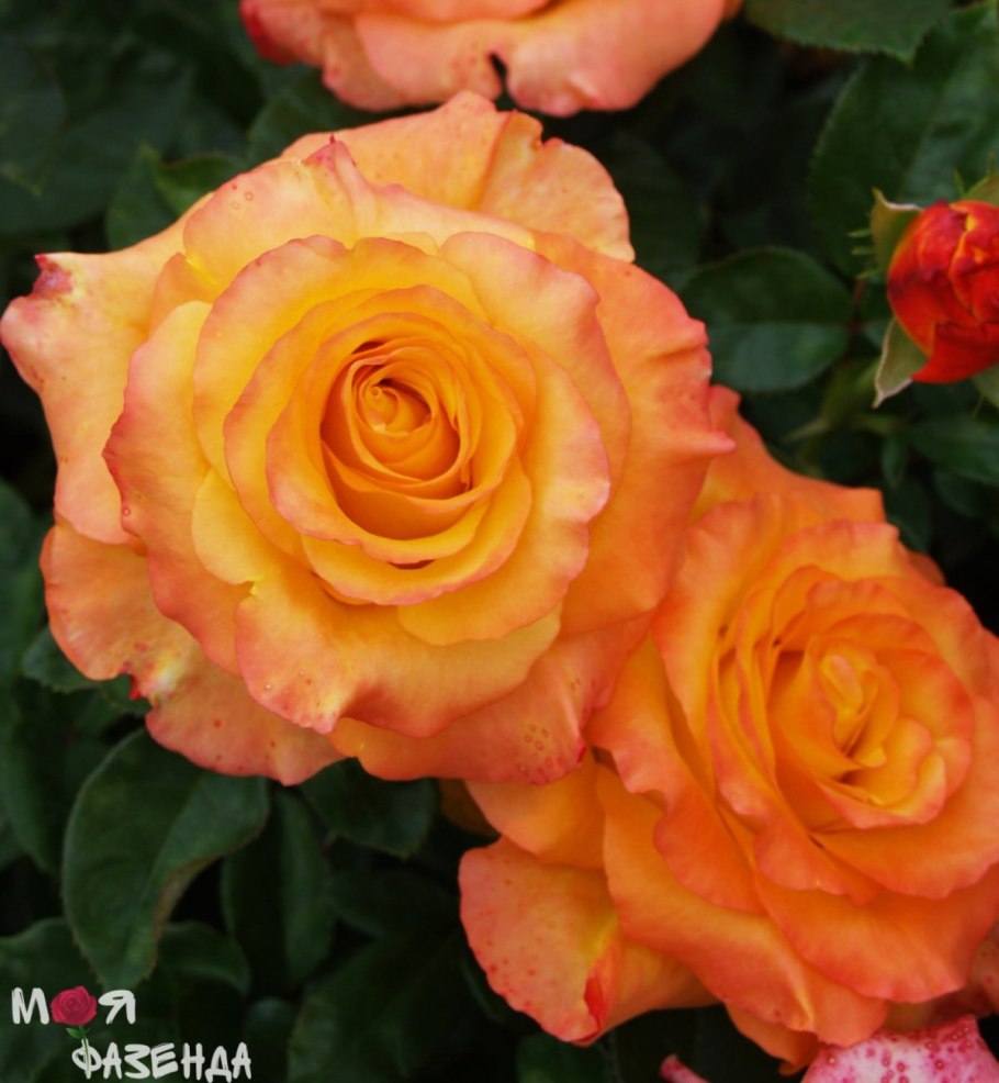 Распустившаяся роза