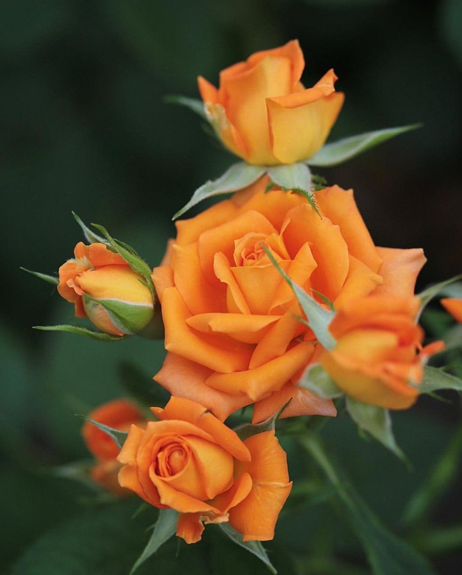 Роза Orange Babyflor