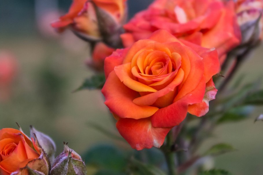 Роза кустовая оранж Беби