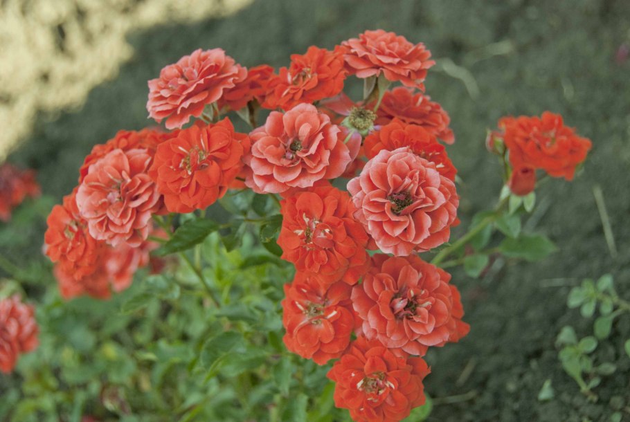 Роза спрей оранж бейби