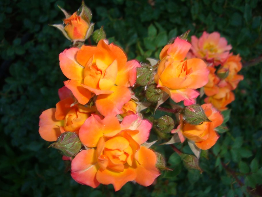 Роза оранж климбер