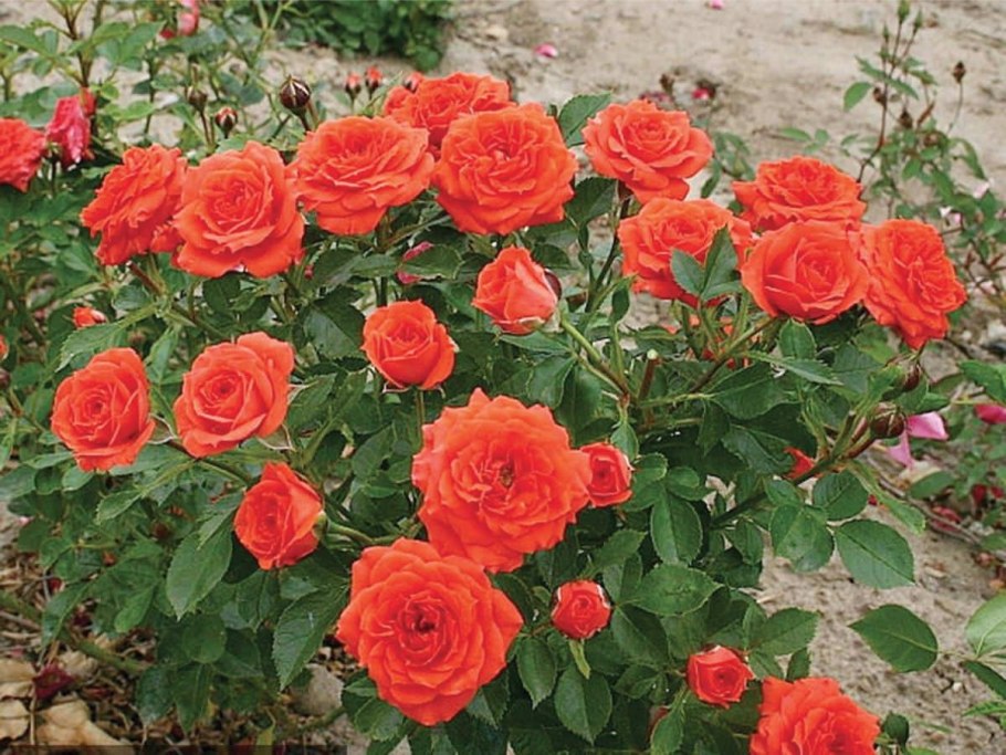 Роза бордюрная оранж бэби