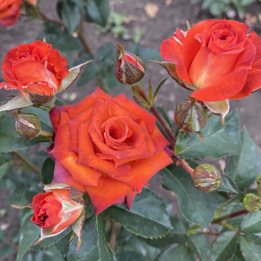 Роза оранж интуишн