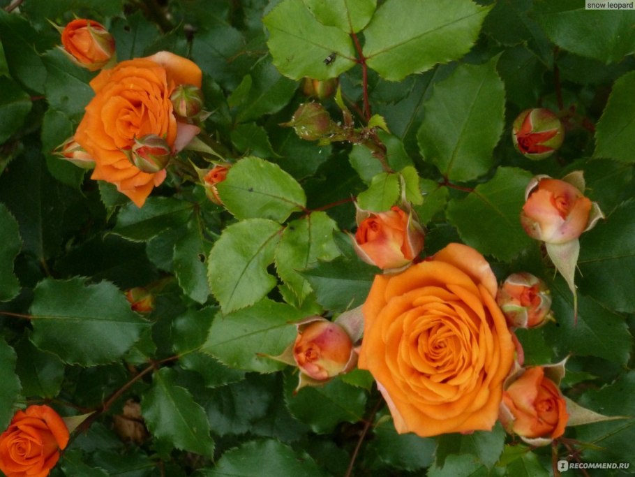 Роза бордюрная оранж Беби