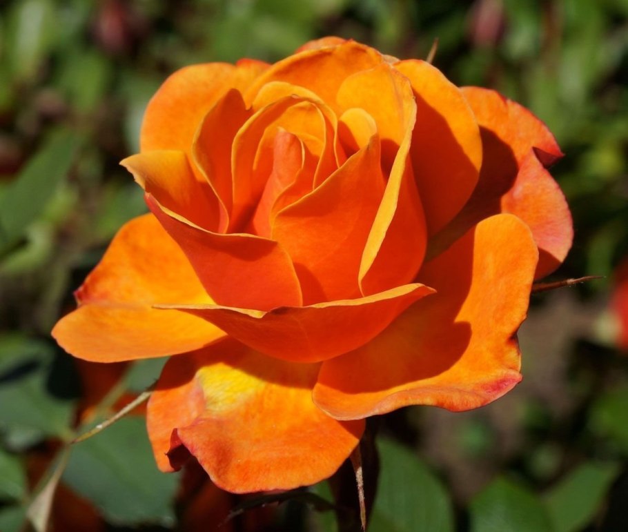 Роза оранж Мейландина