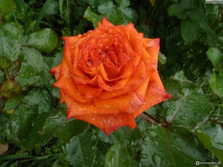 Роза оранж Джувел