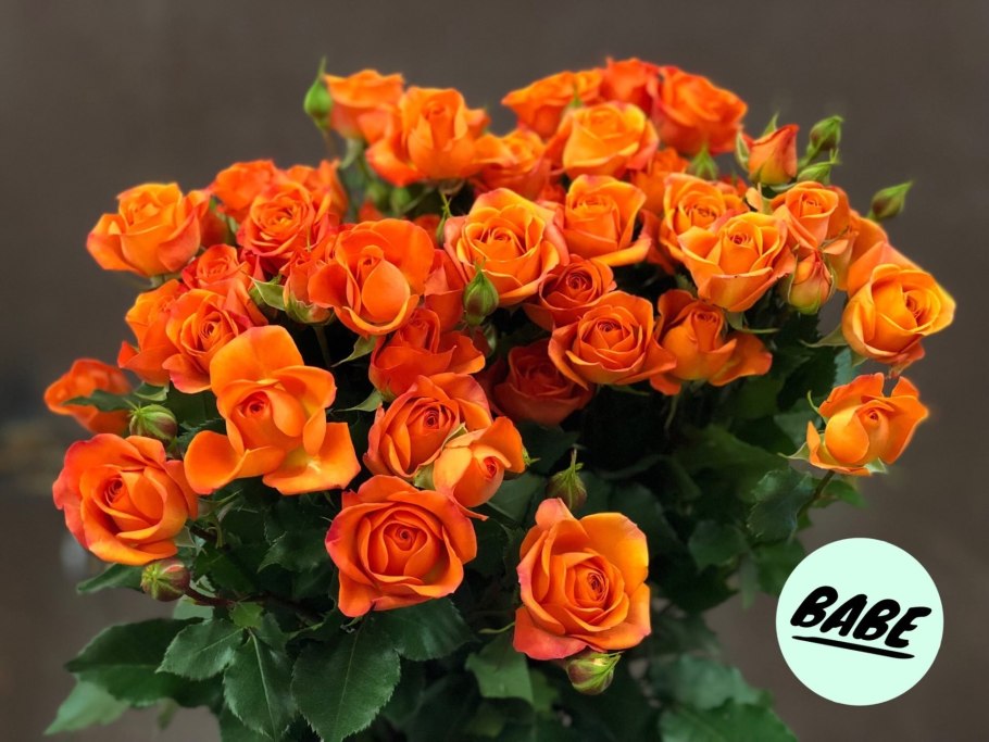 Роза бордюрная оранж Беби
