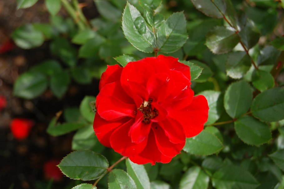 Роза миниатюрная Ориндж Бэбифлор