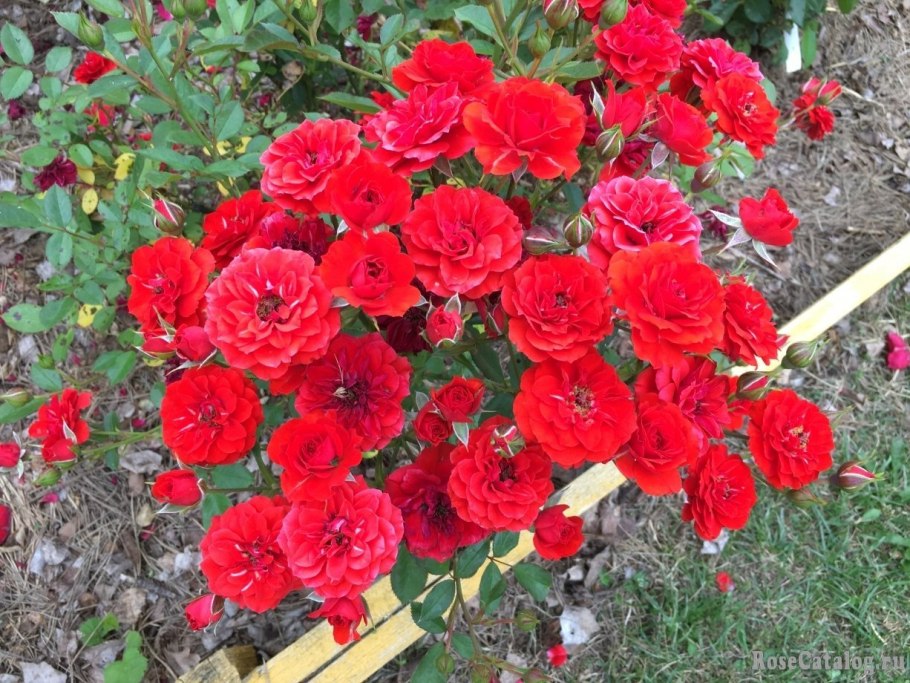 Роза флорибунда Orange Romantica