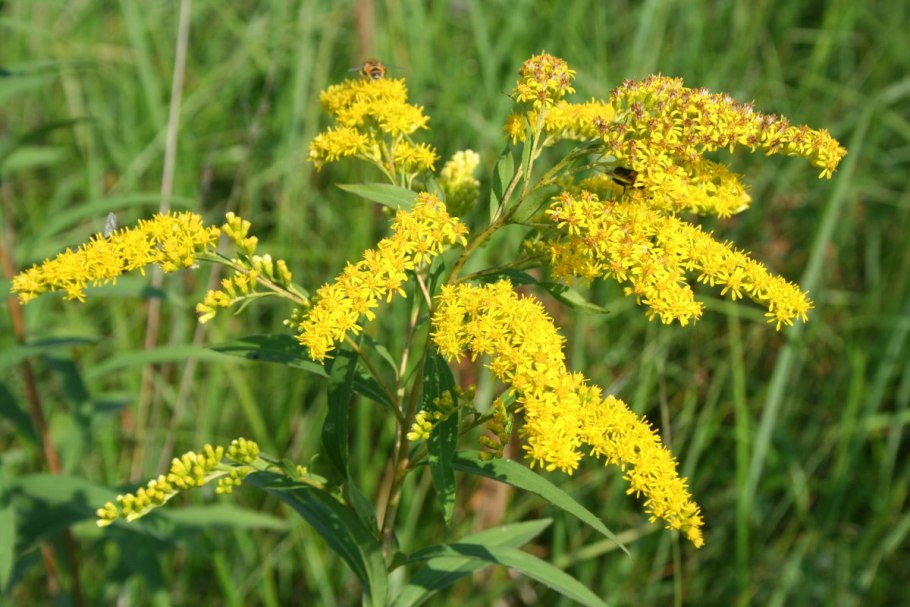 Золотая розга (золотарник)