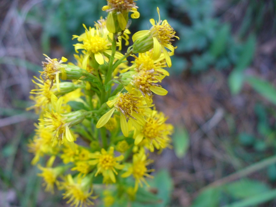 Золотарник Нана