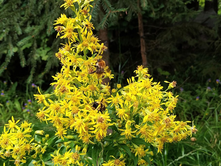 Золотарник сорняк