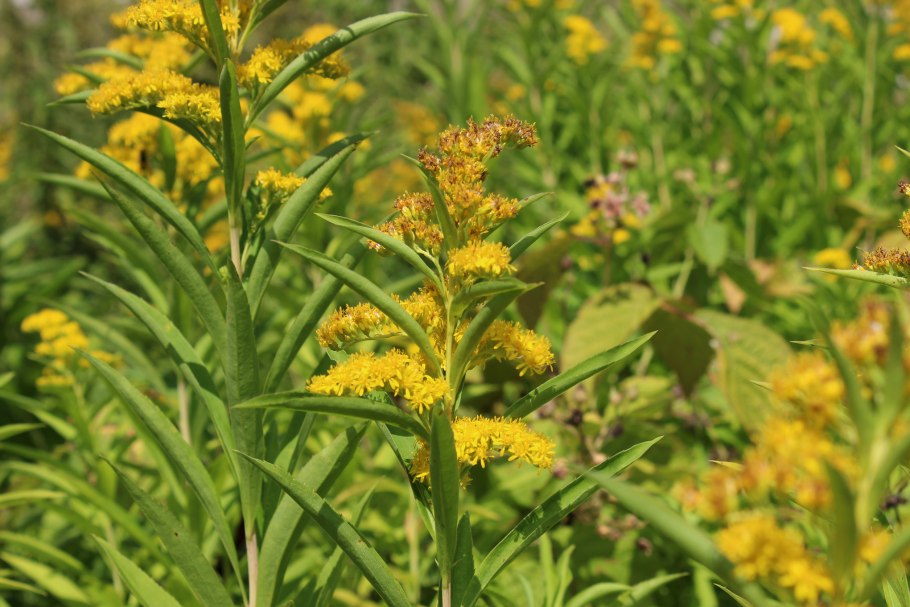 Золотарник Москва