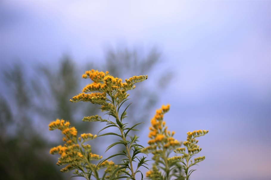 Solidago virgaurea