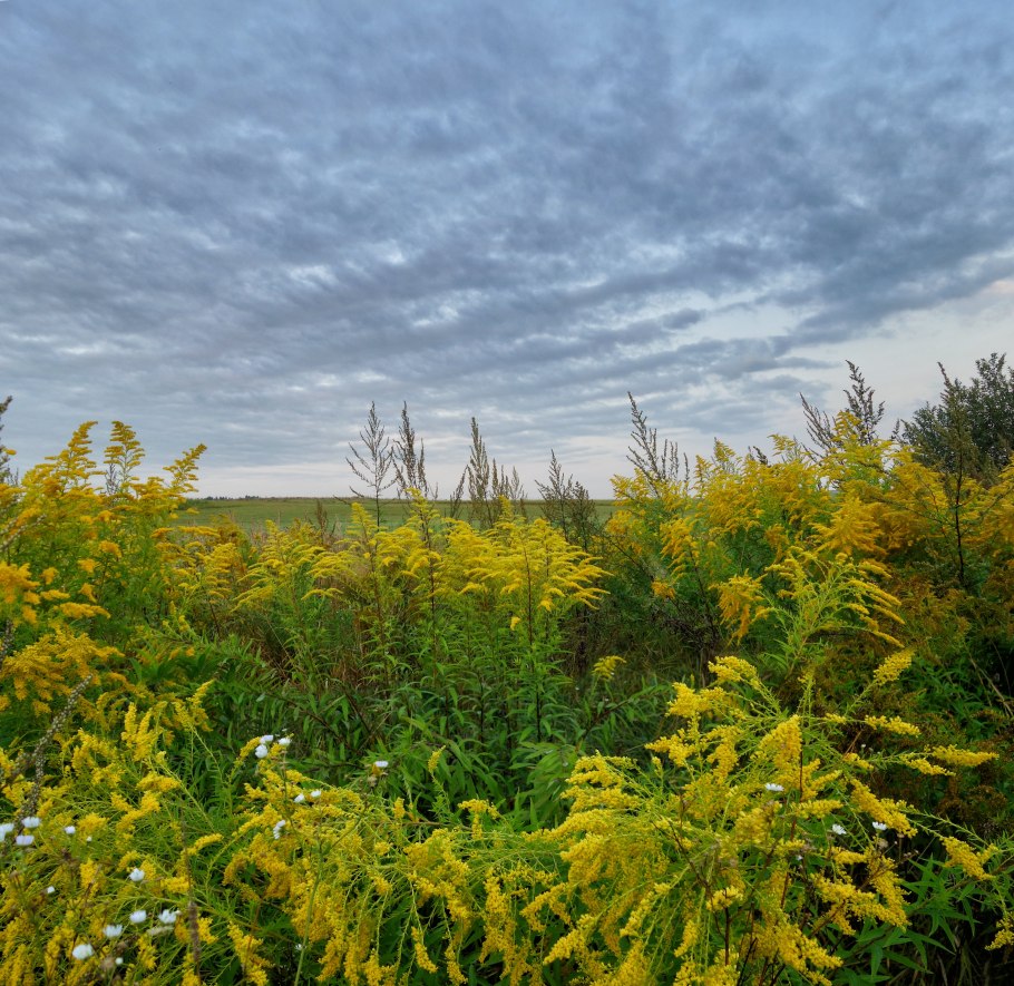 Золотарник Даурский (Solidago dahurica)