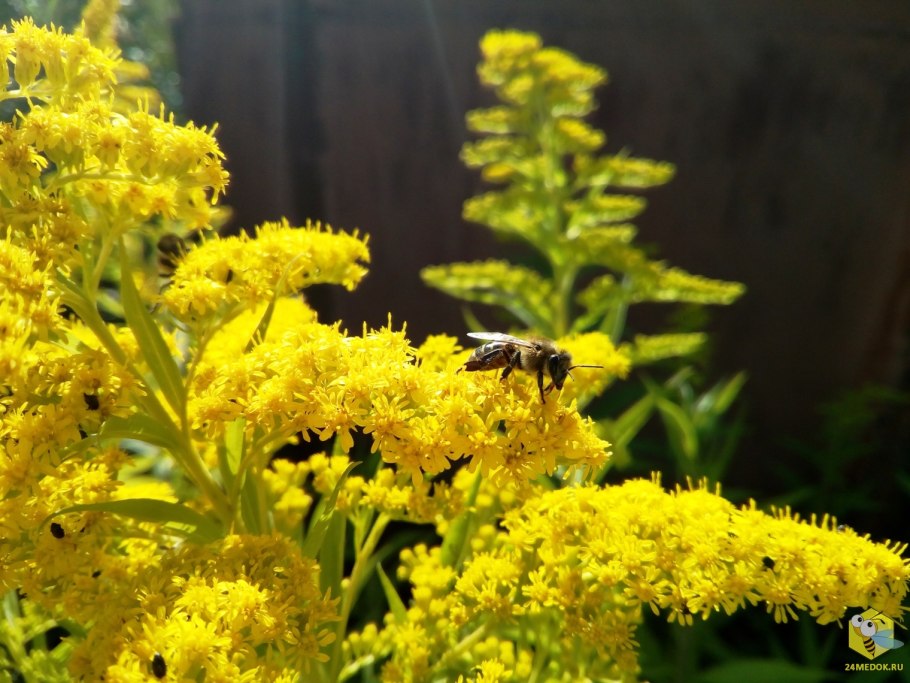 Золотарник "Hiddigeigei" (Solidago)