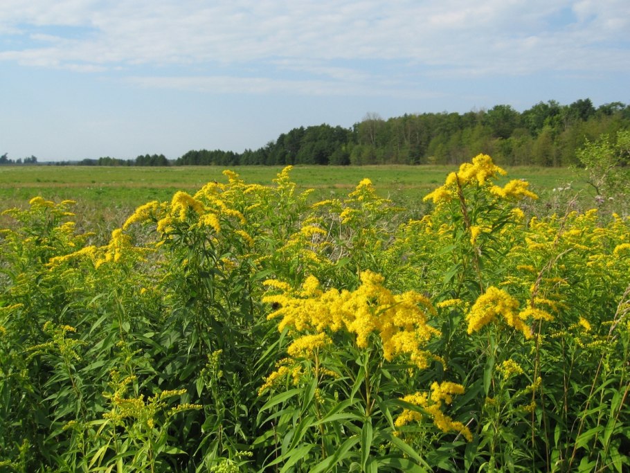 Золотарник и пижма