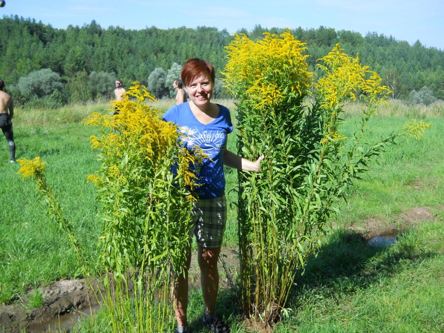 Золотарник канадский поле