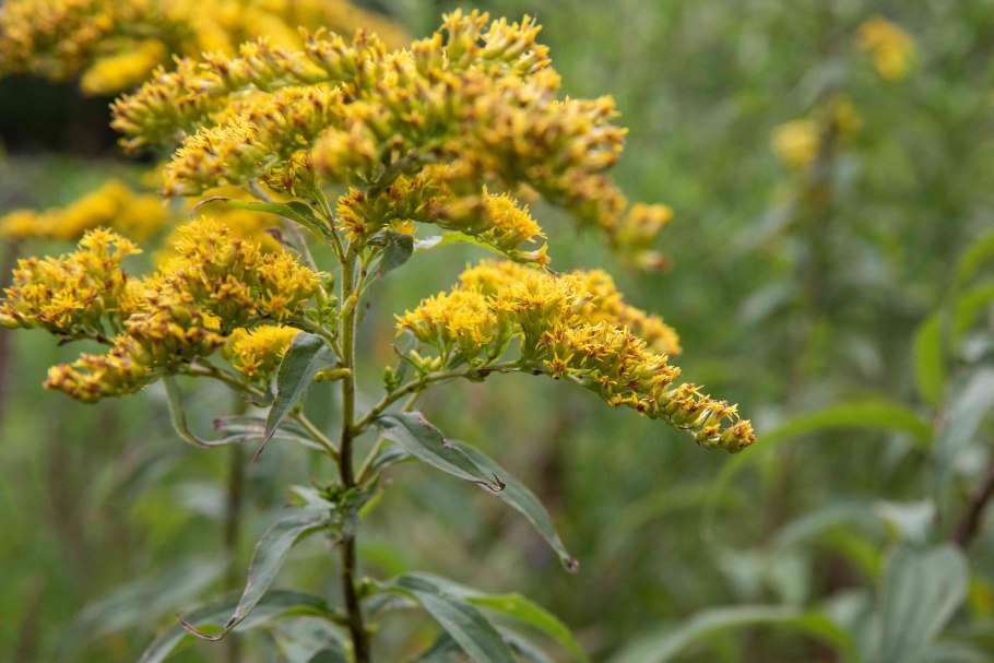 Solidago gigantea