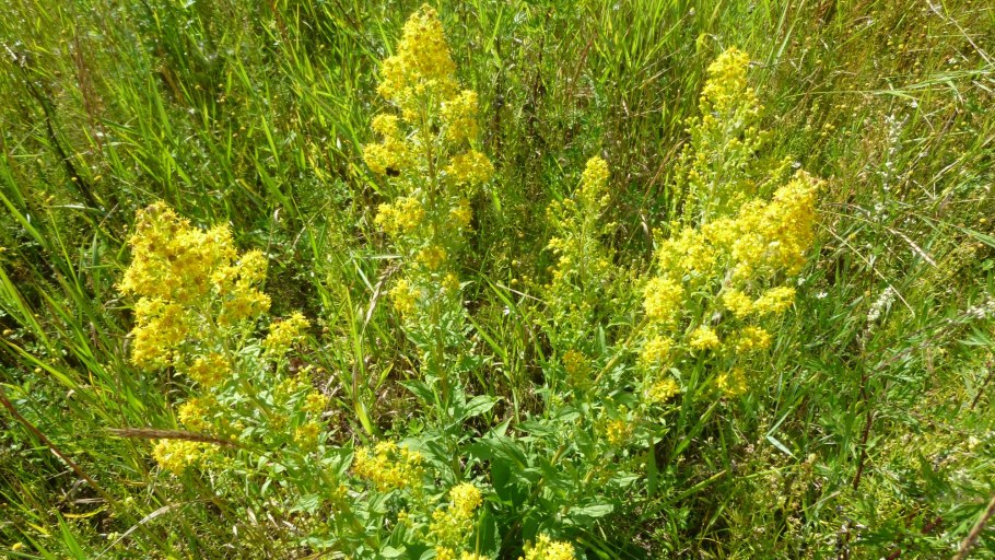 Золотарник Жозефина