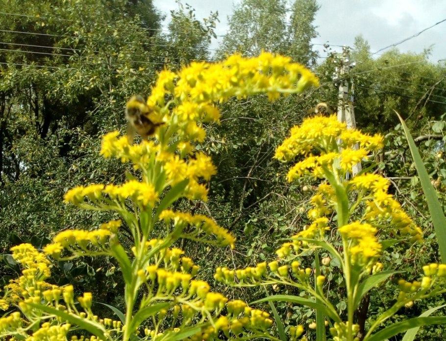 Солидаго 'Citronella'