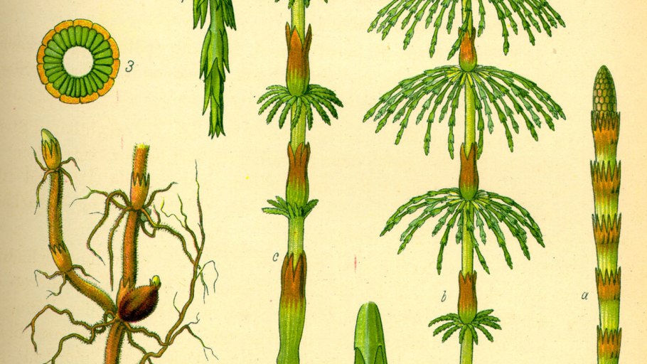 Хвощ казацкий