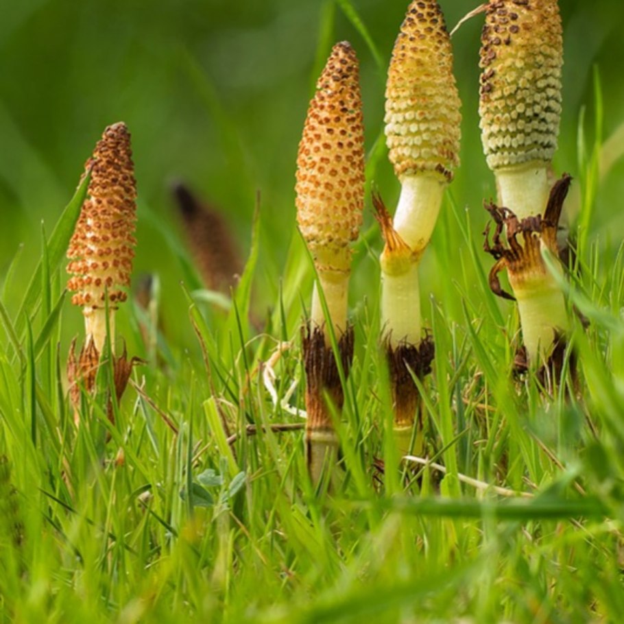 Сравнительная характеристика папоротников хвощей и плаунов