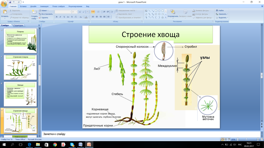 Хвощ болотный - Equisetum palustre l. с описанием