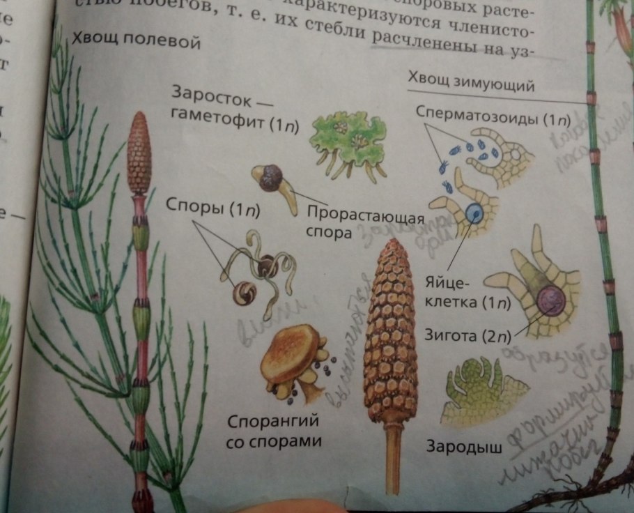 Хвощ болотный строение