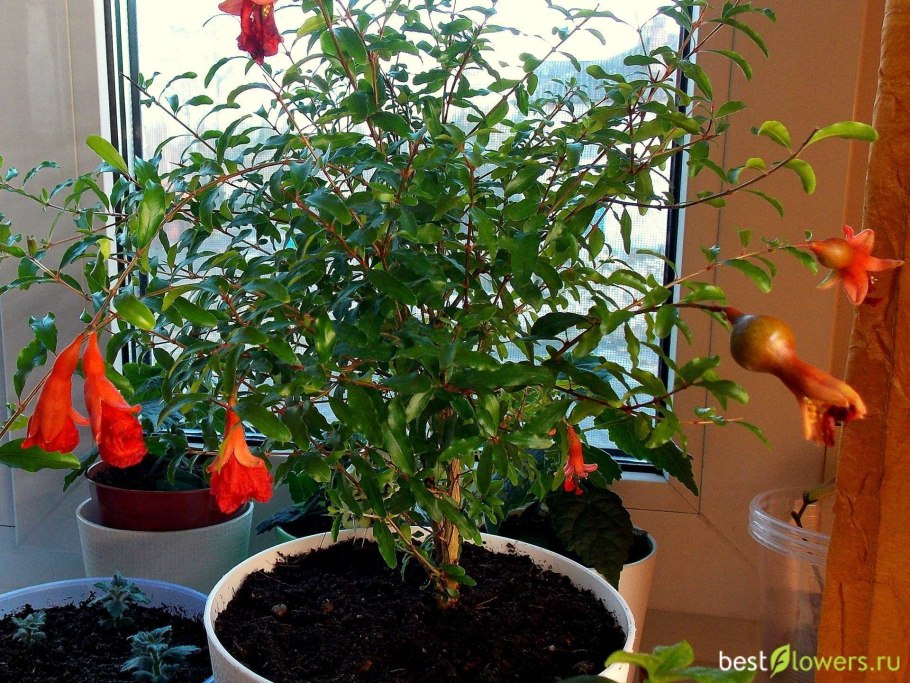 Гранат комнатный Карфаген