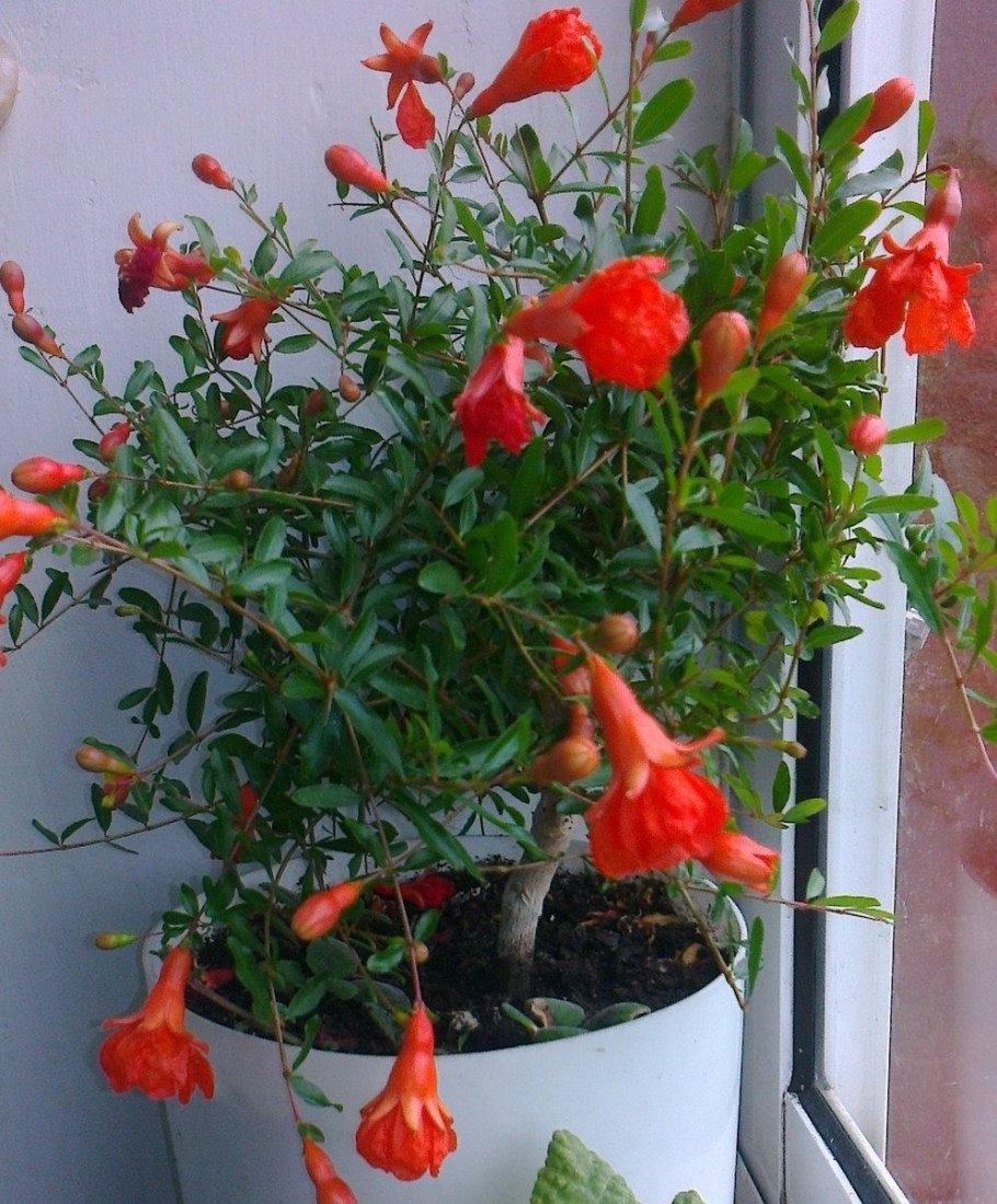 Гранат комнатный