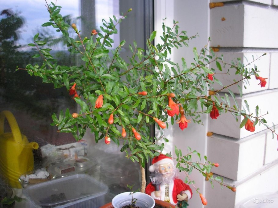 Гранат карликовый