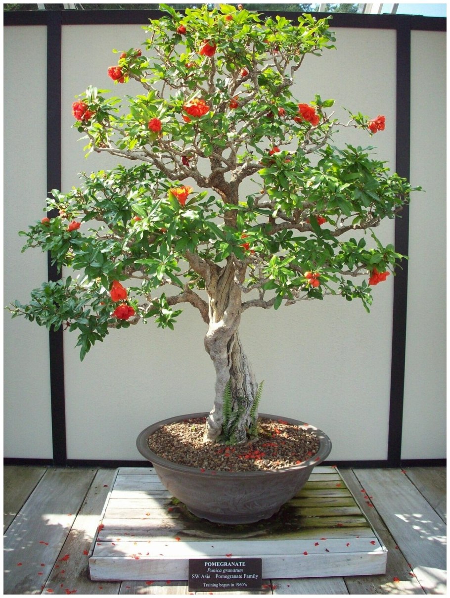 Punica granatum бонсай