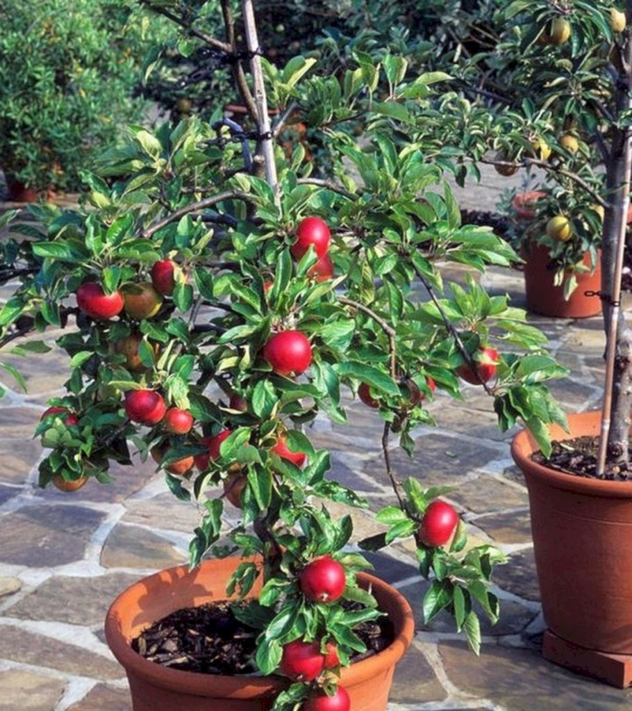 Гранатовое дерево лимонник
