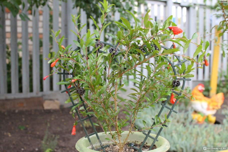 Карликовый комнатный гранат