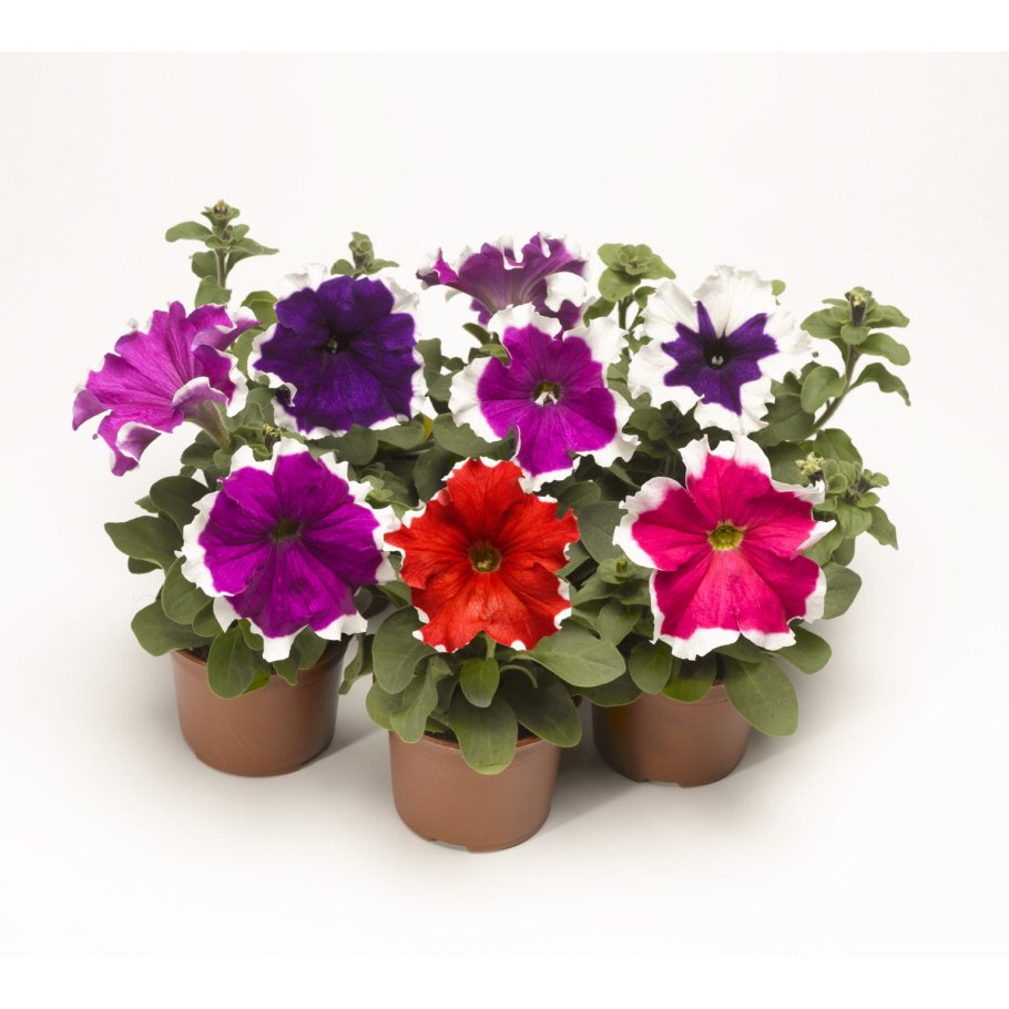 Петуния грандифлора рост
